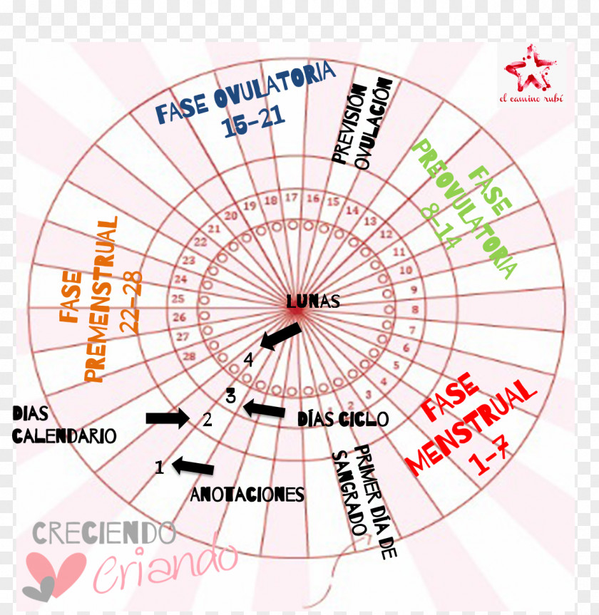 Ciclo Lunar Diagram Calendar Fertility Menstrual Cycle Moon PNG