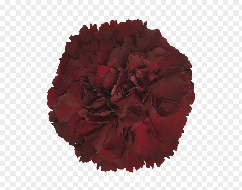 Crimson Viper Carnation Cut Flowers Rose Colibri S.A. PNG