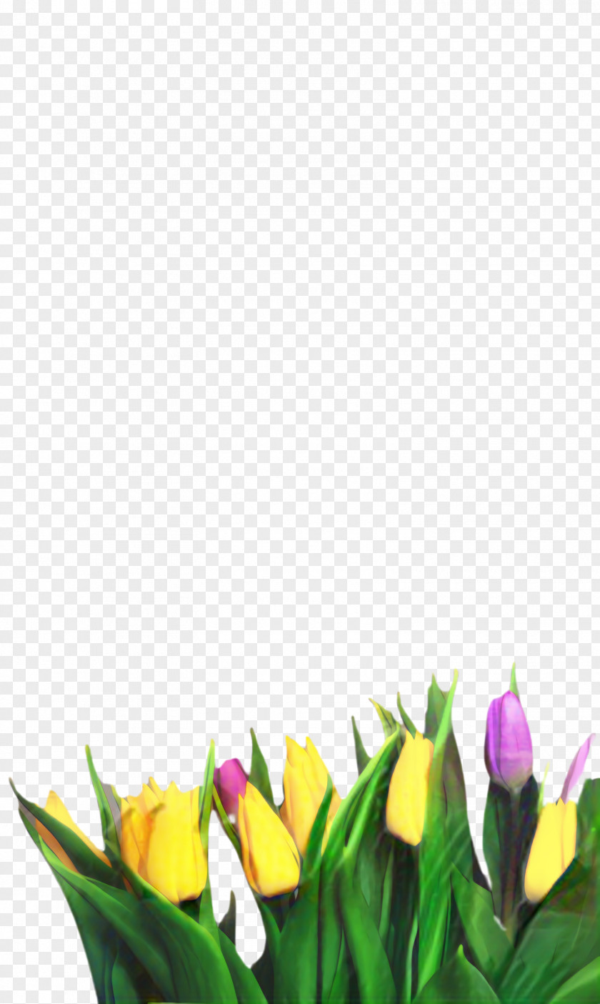 Crocus Bud Flowers Background PNG