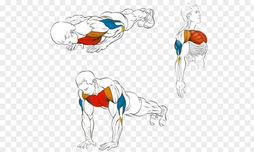 Dumbbell Push-up Exercise Triceps Brachii Muscle Fitness Centre PNG