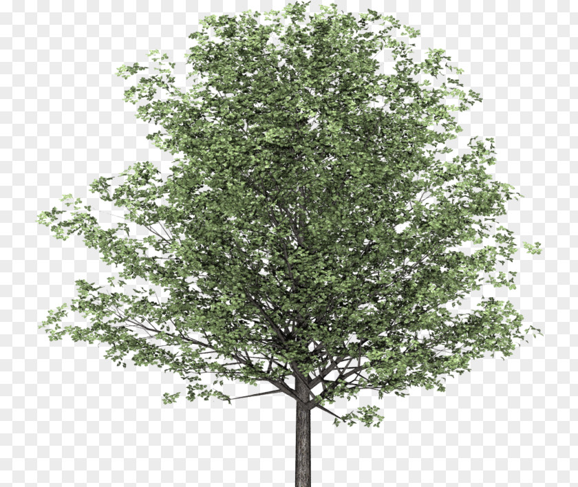 Propose Branch English Walnut Tree Image PNG