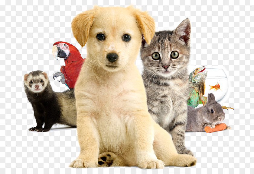 Puppy Parc Floral De Paris Dog Breed Animal Expo 2018 Cat PNG