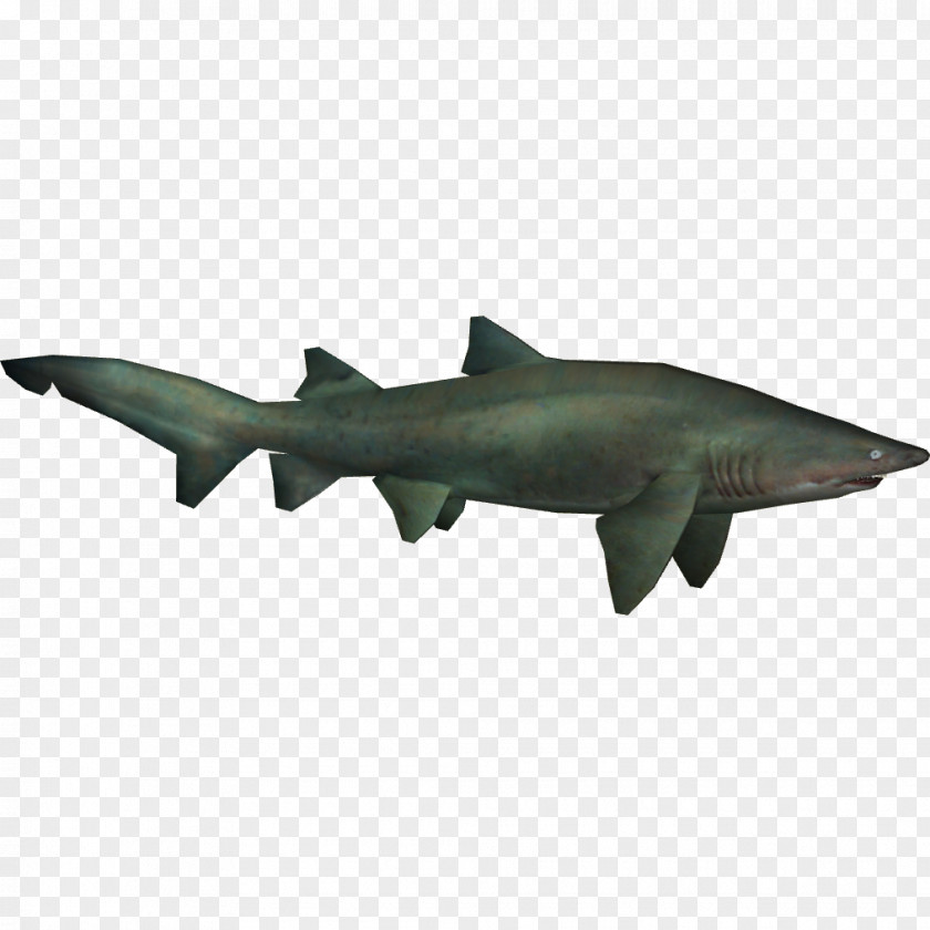 Sharks Sand Tiger Shark Chondrichthyes PNG