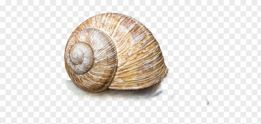Snails Gastropods Clam Snail Escargot Conchology PNG