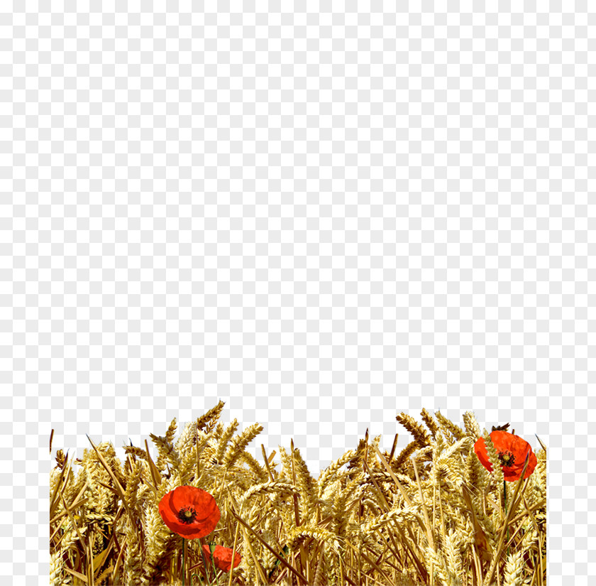 Spighe Di Grano Wheat Ear Cereal Harvest Gunny Sack PNG