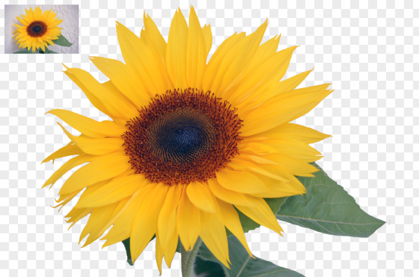 Tosca Flower Common Sunflower Seed Annual Plant Sunflowers PNG