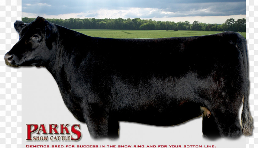 Bull Maine-Anjou Cattle Beef Simmental Livestock Show PNG