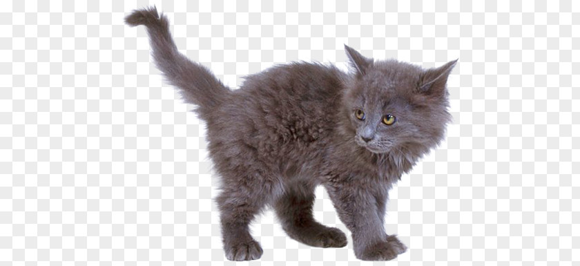 Cats PNG clipart PNG