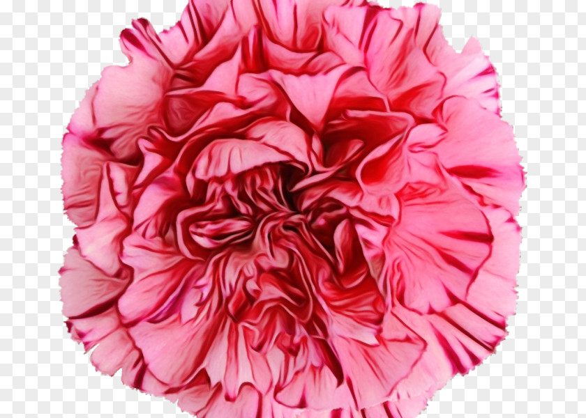 Dianthus Pink Family Petal Pom-pom Flower Cut Flowers PNG