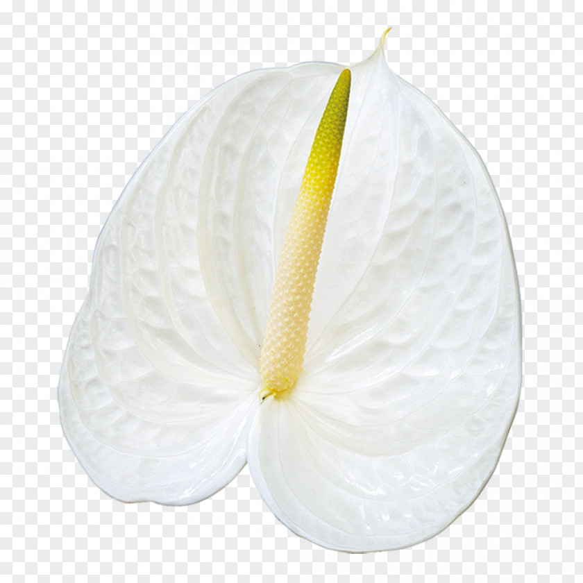 Gypsophila Flower PNG
