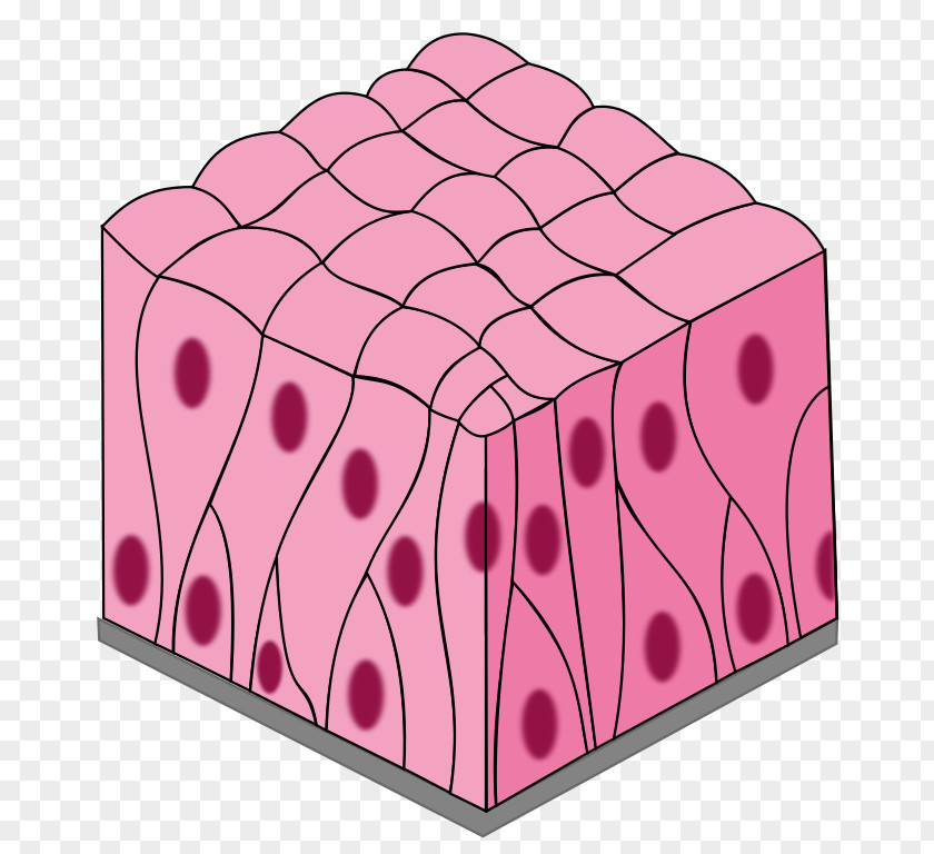 Simple Columnar Epithelium Squamous Pseudostratified Stratified PNG