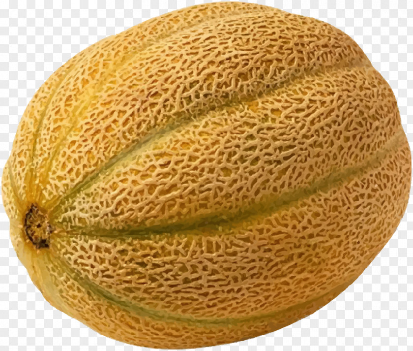 Vector Elements Melon Fruit Cantaloupe Honeydew Hami Galia Cucumber PNG