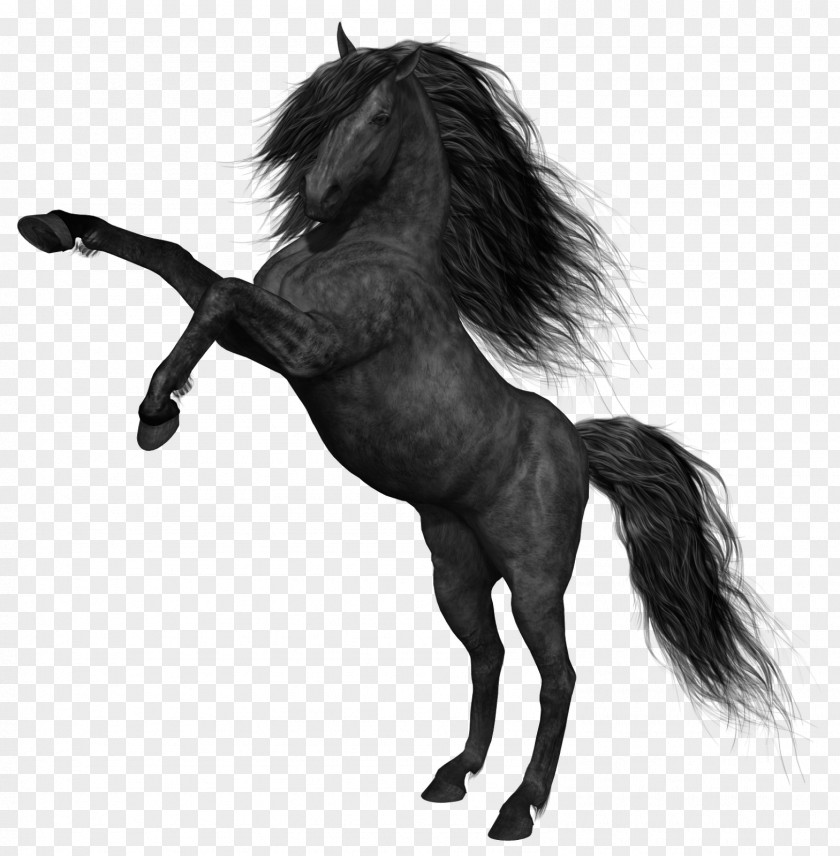 Watercolor Horse Mustang The Black Canter And Gallop PNG