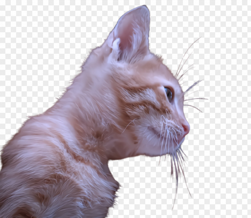 Cat Small To Medium-sized Cats Whiskers Head Nose PNG