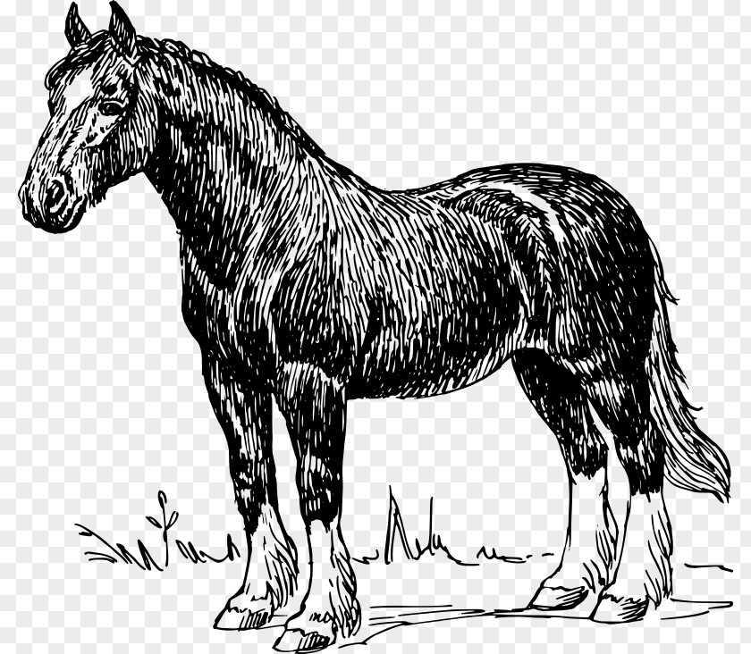 Clydesdale Horse Belgian Percheron Shire Draft PNG