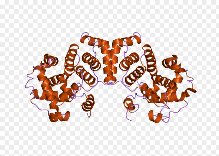 Cyclin B1 Mitosis Cell Cycle PNG