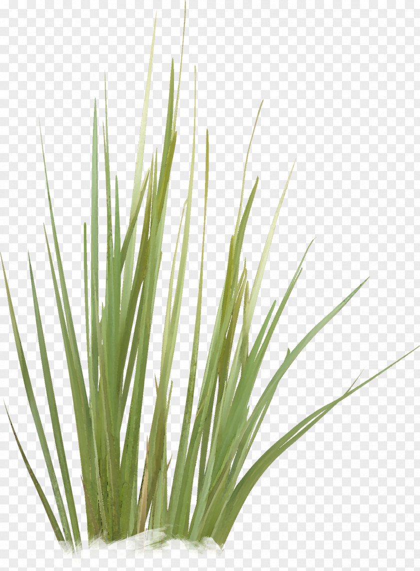 Green Grass Grasses Plant Stem Family PNG