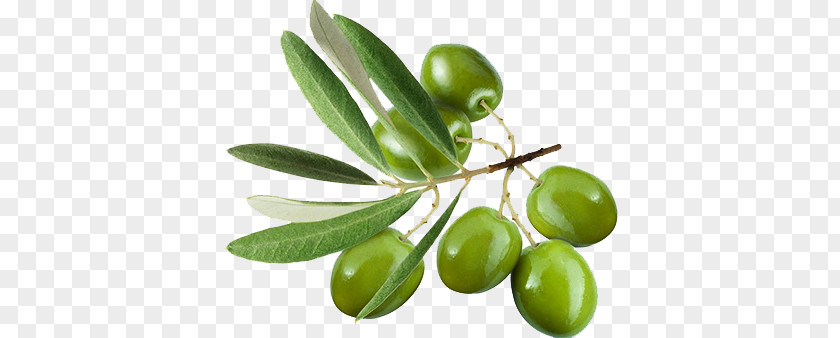 Green Olives Olive Leaf Oil Stock Photography Extract PNG