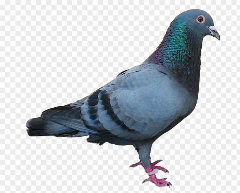 Pigeon Racing Homer Homing Columbidae Bird Post PNG