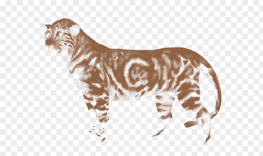 Tiger Whiskers Wildcat Felidae PNG