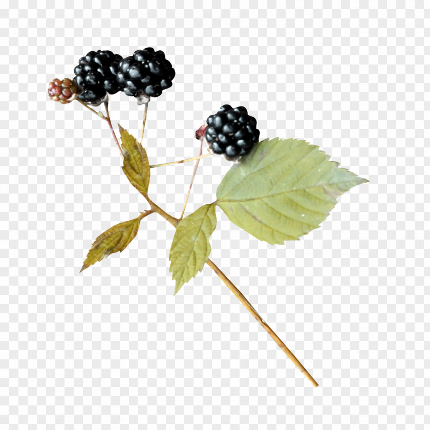 Berries Fruit Image Mulberry JPEG PNG