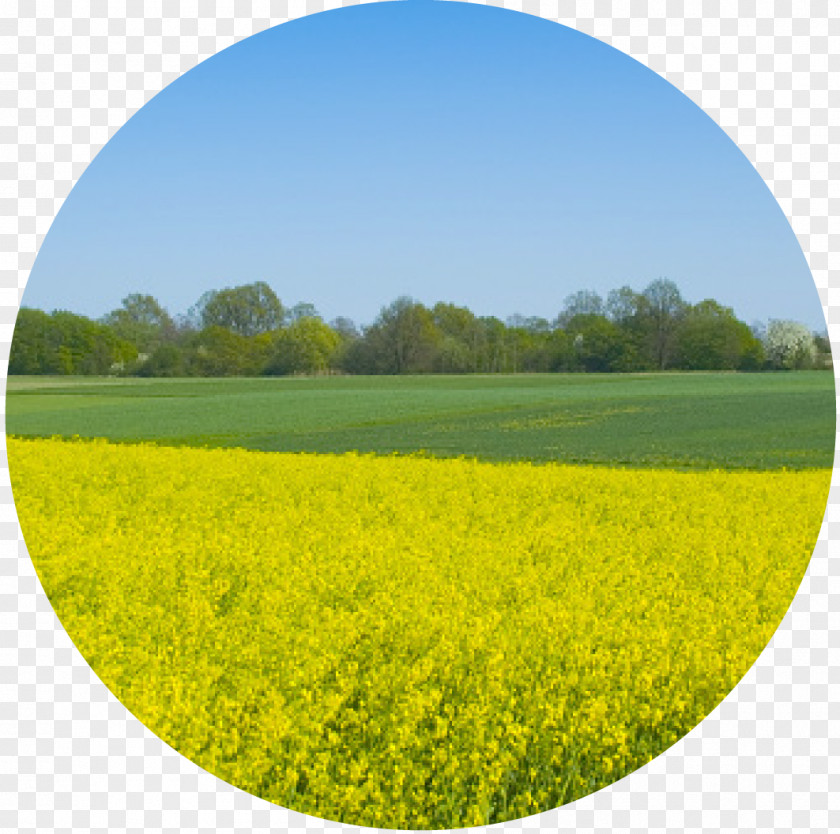 Canola Pollen Allergy Energy Ragweed PNG