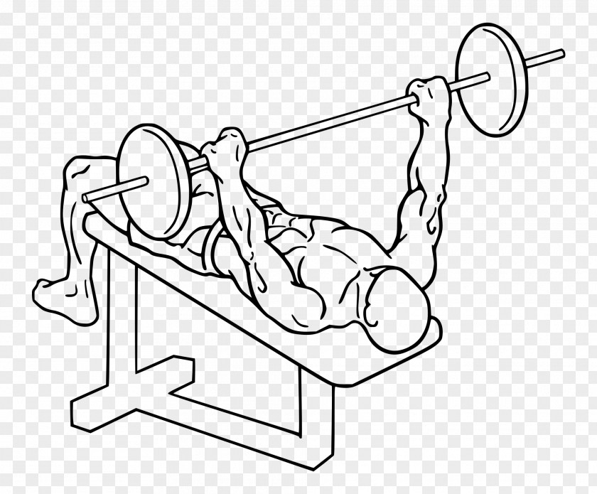 Barbell Bench Press Dumbbell Weight Training PNG