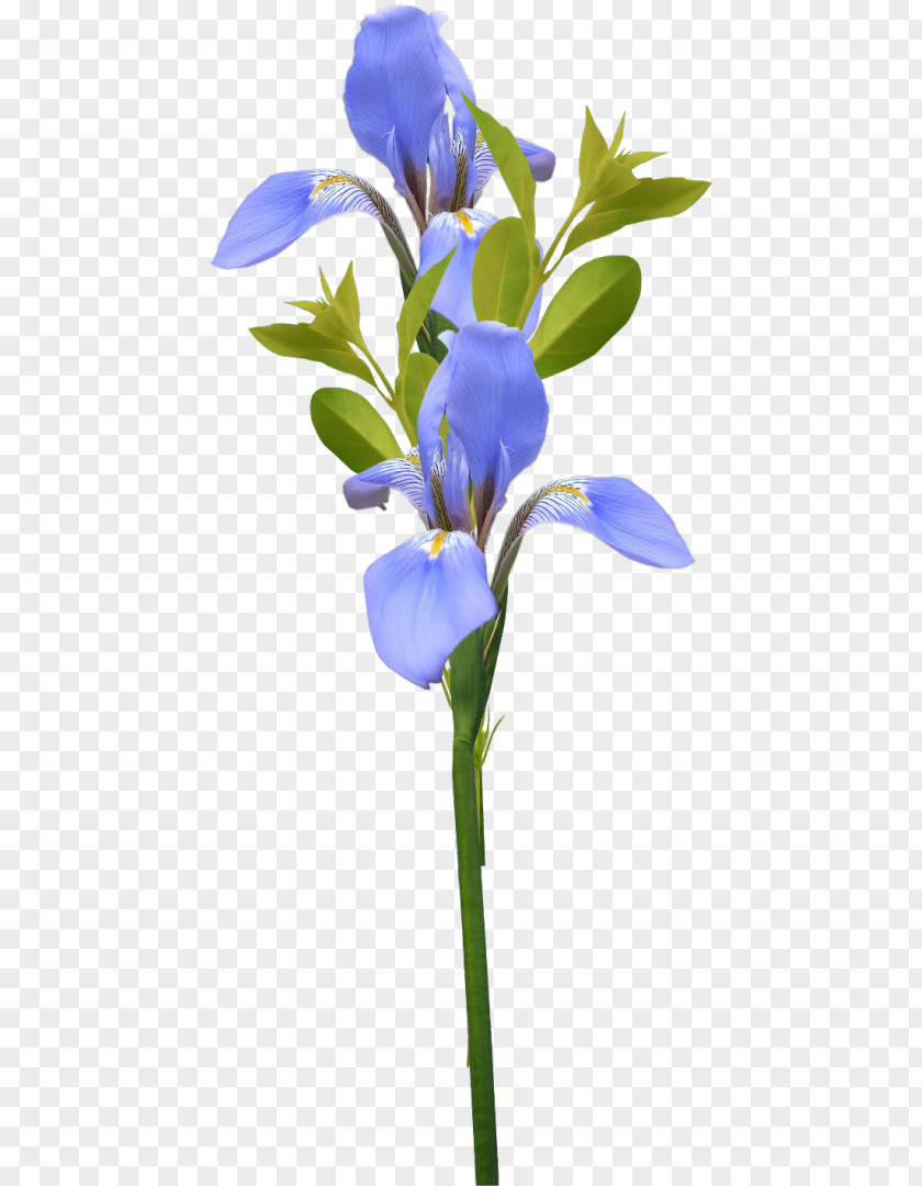Flower Centerblog Irises Pine PNG