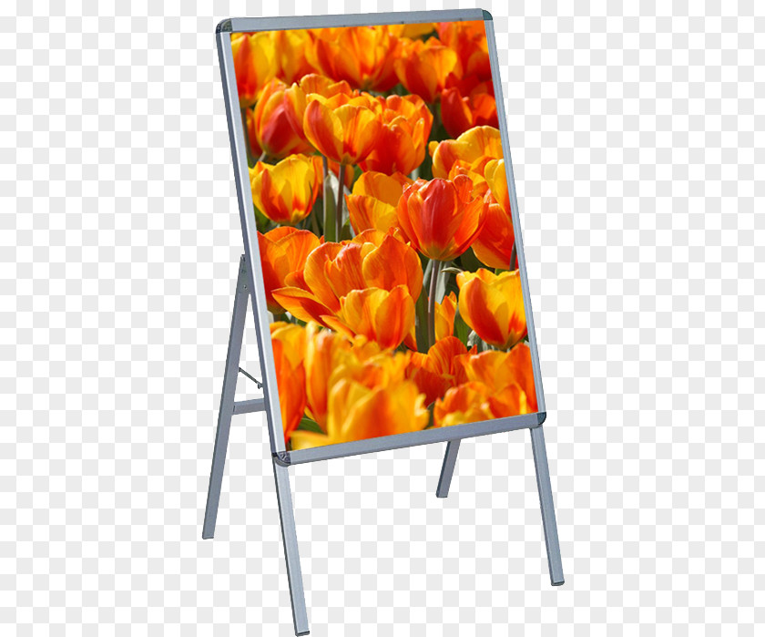 Showroom Tulip Clic-clac Cut Flowers Orange S.A. PNG