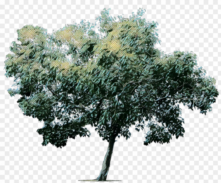Arbor Day Oak Tree Leaf PNG