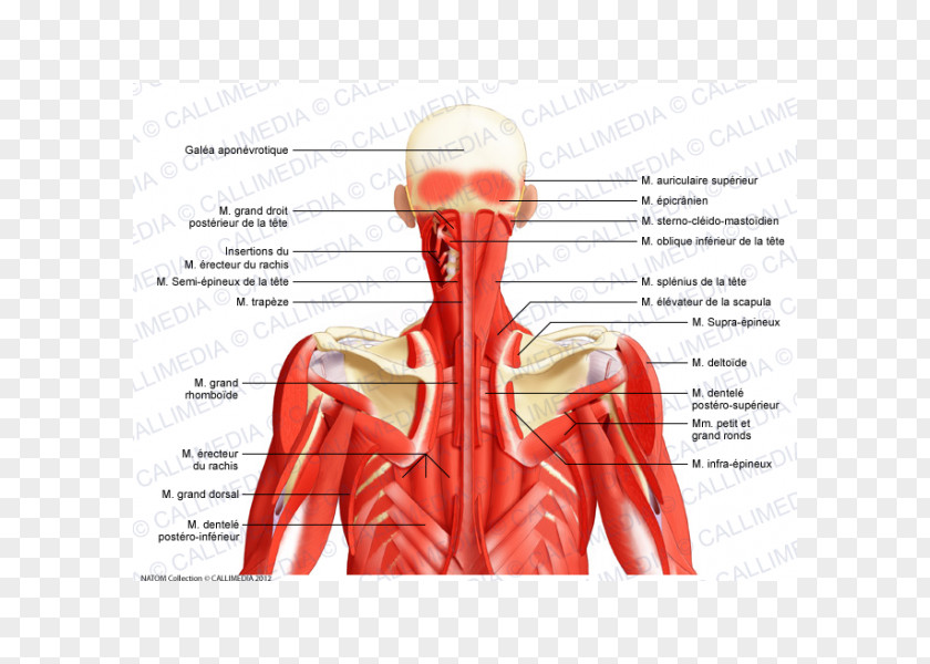 Neck Muscle Posterior Triangle Of The Head And Anatomy Human Body PNG