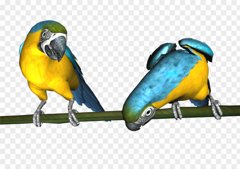 Parrot Budgerigar Lovebird Parakeet PNG