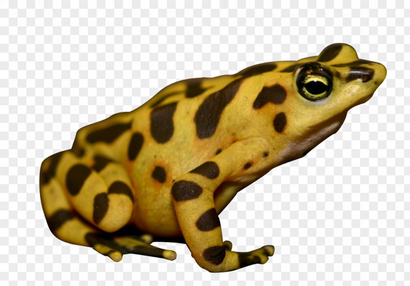 Poison Dart Frog Sitting American Bullfrog Panamanian Golden True PNG