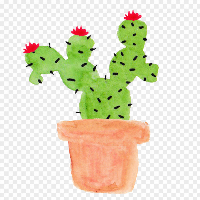Potted Cactus Cactaceae Watercolor Painting PNG