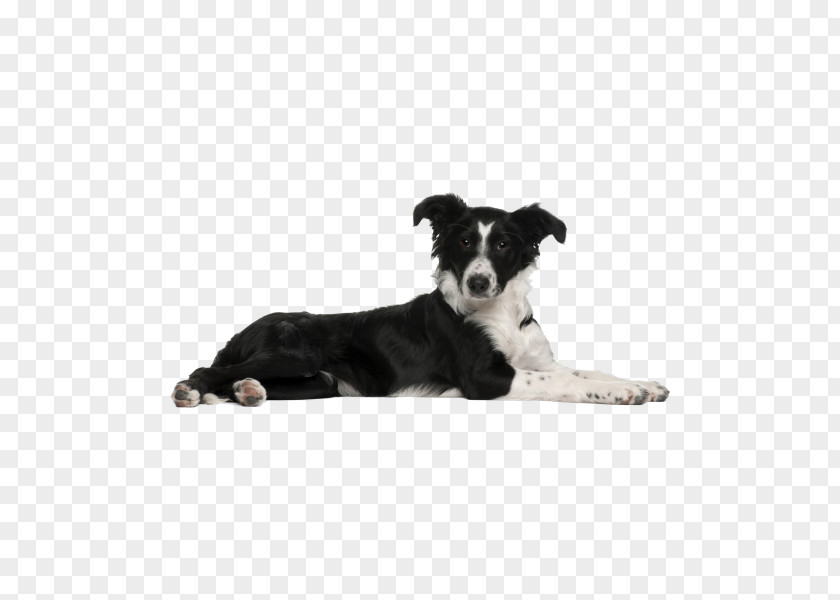 Puppy Border Collie Dog Breed Rough PNG