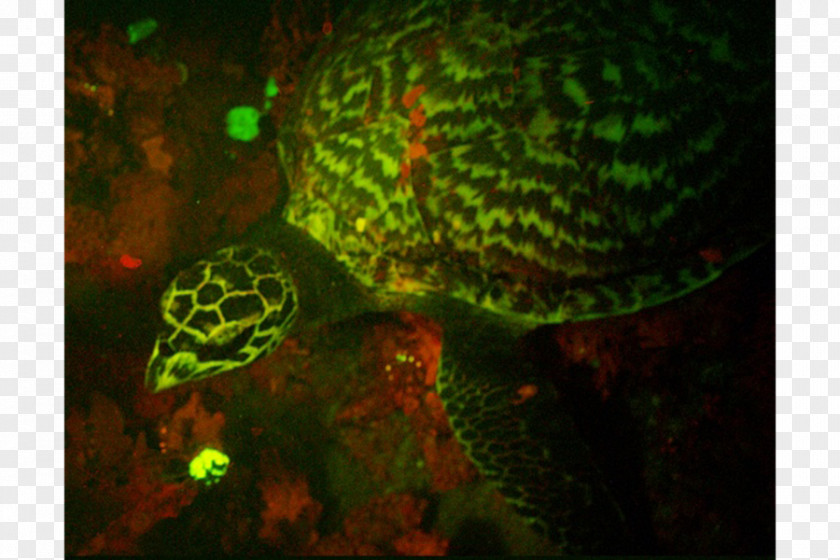 Turtle Hawksbill Sea Glow In The Dark Creatures Deep Creature PNG