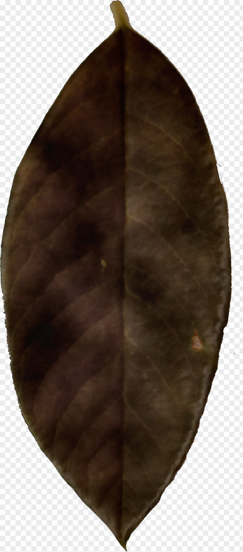 Brown Leaf Cartoon PNG