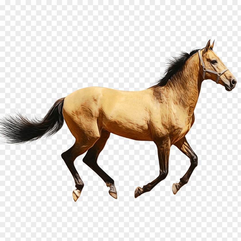 Colt Foal Horse Cartoon PNG