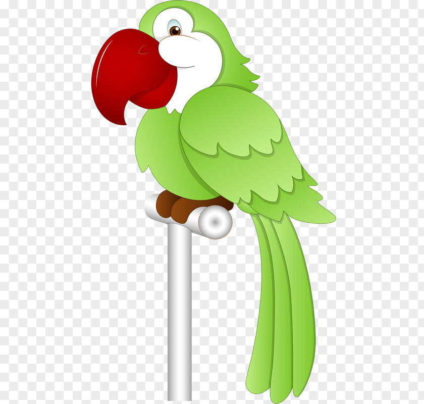 Parrot Bird Budgerigar PNG