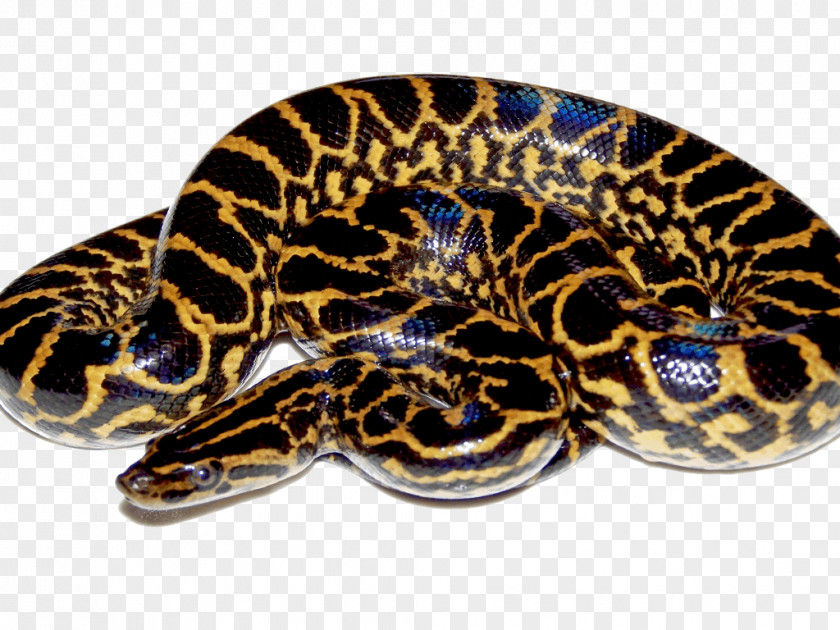 Snake Green Anaconda Desktop Wallpaper PNG