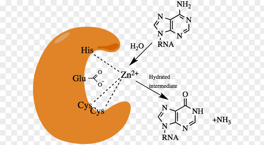 ADAR Deamination Adenosine Deaminase Active Site PNG