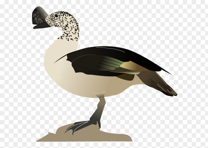 Comb Goose Duck Mallard Bird Waterfowl PNG