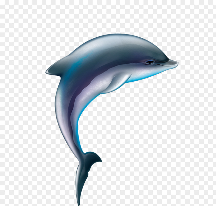 Dolphin Common Bottlenose Tucuxi Wholphin Short-beaked White-beaked PNG