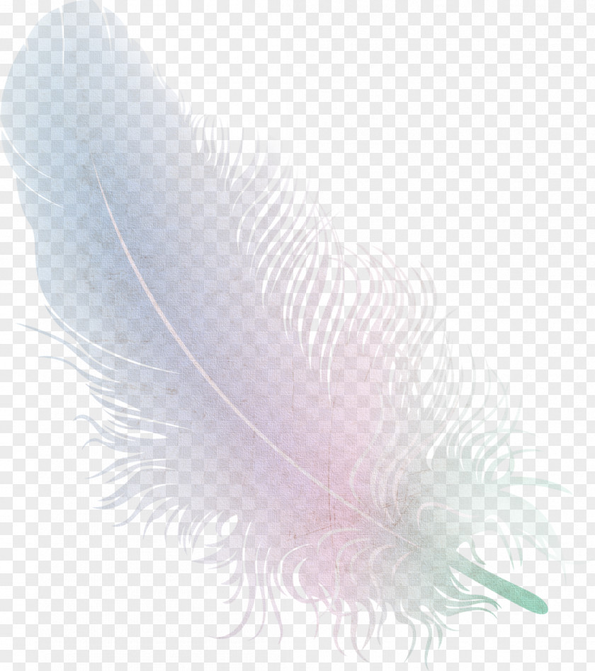 Feather Bird Wing Quill Close-up PNG