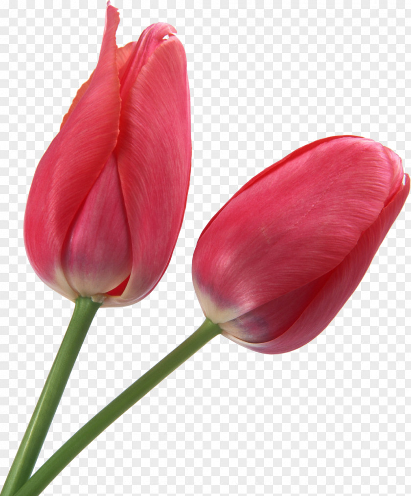 Tulip Pink Flowers Liliaceae Gift PNG