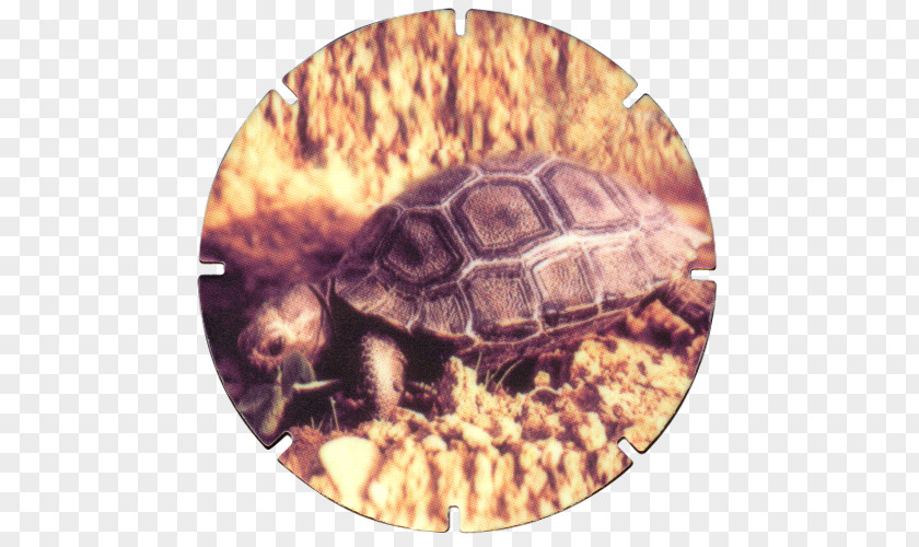 Turtle Box Turtles Tortoise Terrestrial Animal PNG