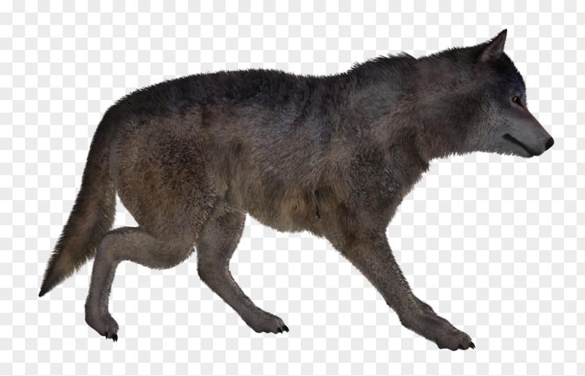 Dog Coyote Alaskan Tundra Wolf Image PNG
