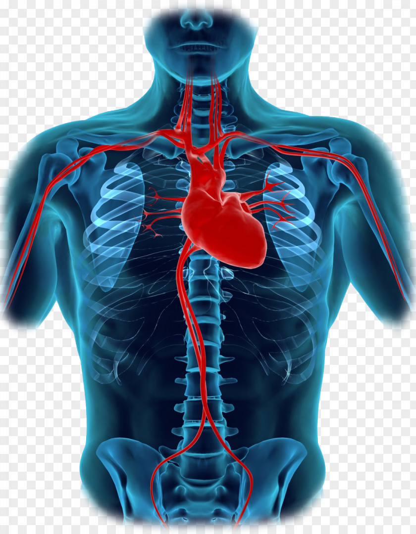 Human Body Heart Diagram Organ Anatomy PNG body Anatomy, human parts clipart PNG