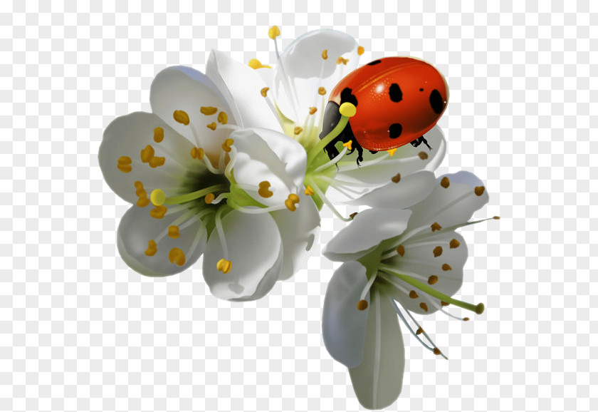Ladybug Insect Ladybird Flower PNG