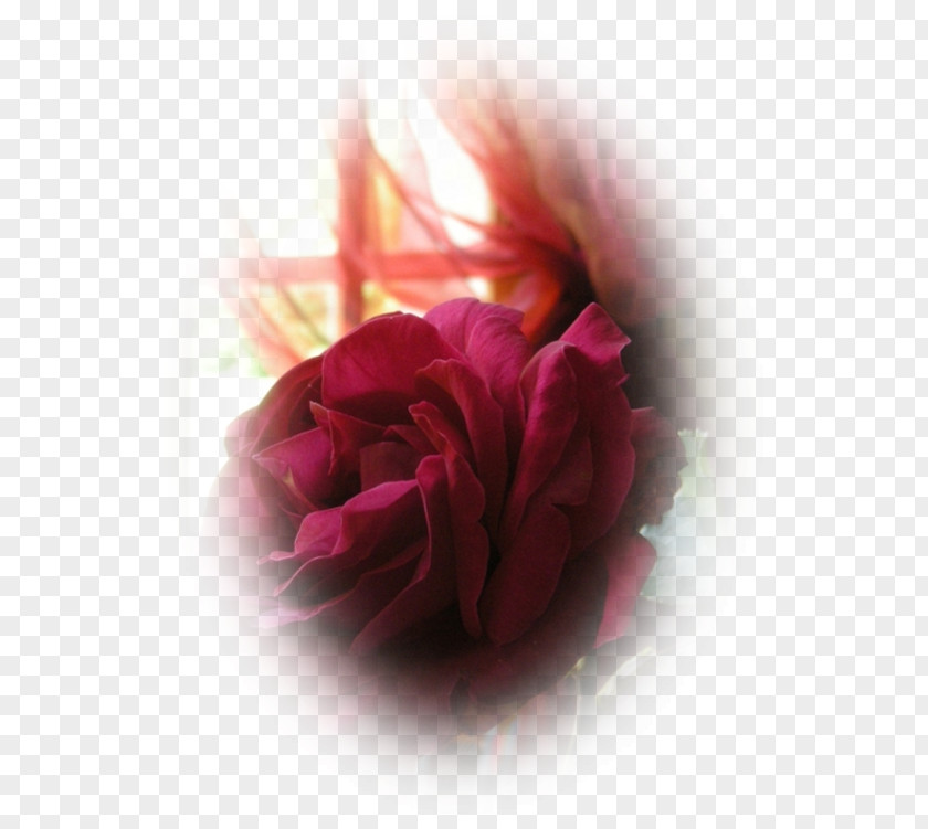 Pas De Deux Garden Roses Cabbage Rose Petal Desktop Wallpaper PNG